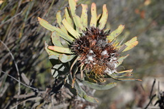 Leucospermum parile