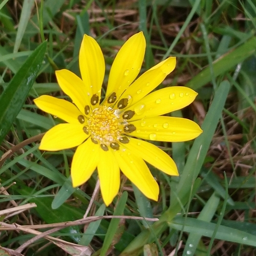 Image of Gazania krebsiana by (c) Henry de Lange, some rights reserved (CC BY)