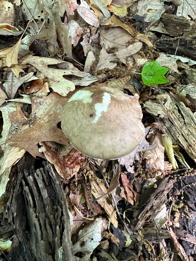 Deer Mushrooms from Millington on April 26, 2024 at 10:25 AM by Wesley ...