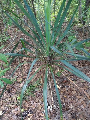 Yucca aloifolia image
