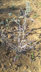 Pelargonium plurisectum