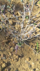 Pelargonium plurisectum