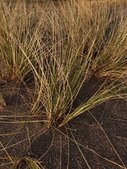 Ammophila