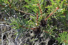 Protea scolymocephala