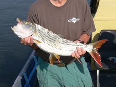 Hydrocynus vittatus