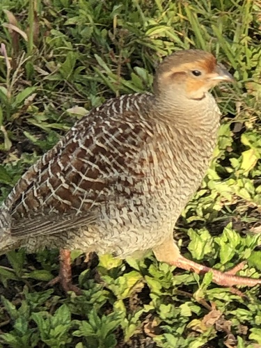 Ortygornis pondicerianus observed 2024-04-23