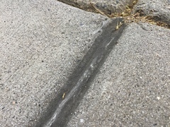 Lessoniaceae