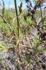 Sairocarpus