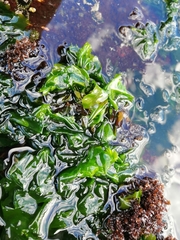 Ulva rigida