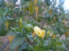 Tabernaemontana tomentosa