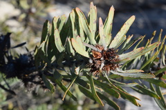 Leucospermum parile
