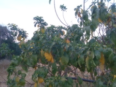 Tabernaemontana tomentosa