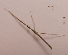Huananphasma amicum