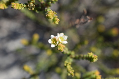 Diosma