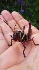 Tropidacris collaris