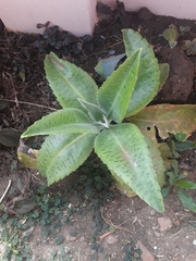 Kalanchoe gastonis-bonnieri