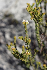 Diosma