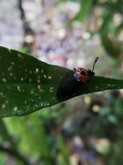 Oxelytrum discicolle