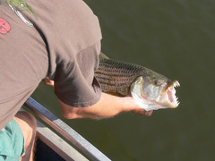 Hydrocynus vittatus