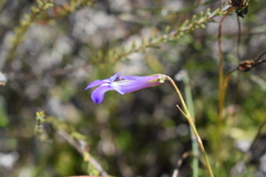 Lobelia coronopifolia