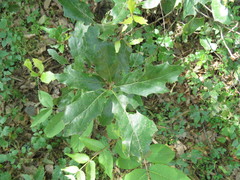 Quercus canbyi