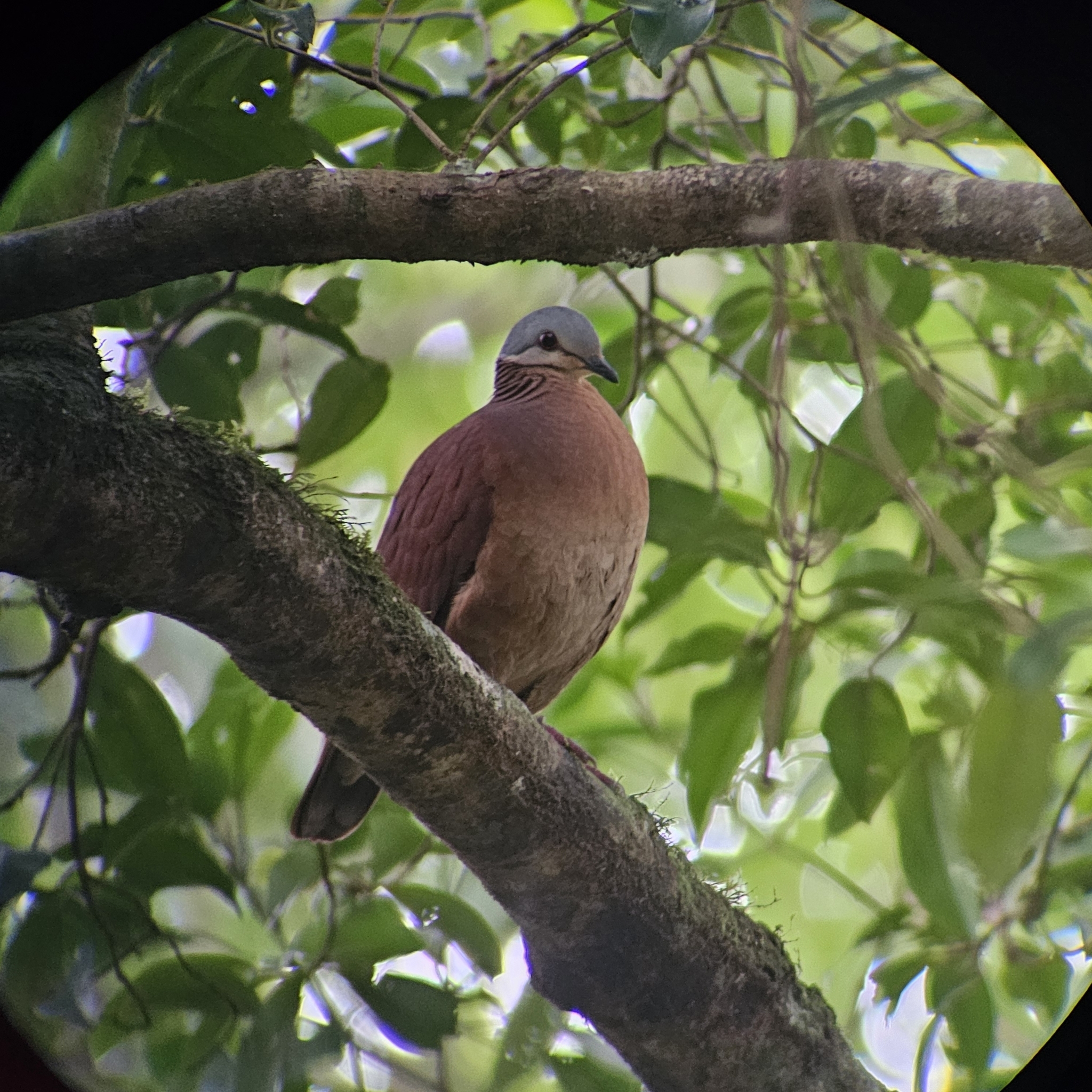 Chiriqui Quail-Dove (Zentrygon chiriquensis), photo 3