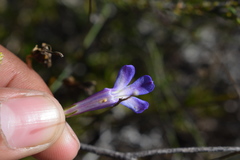 Lobelia coronopifolia