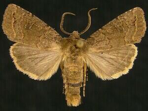 Banded Quaker