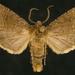 Trichopolia incincta - Photo (c) Jim Vargo at Moth Photographers Group，保留部份權利CC BY-NC-SA