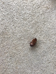 Pycnoscelus surinamensis