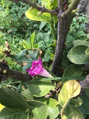 Ipomoea purpurea