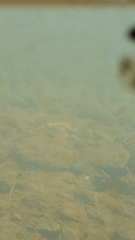 Cottus beldingii