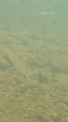 Cottus beldingii