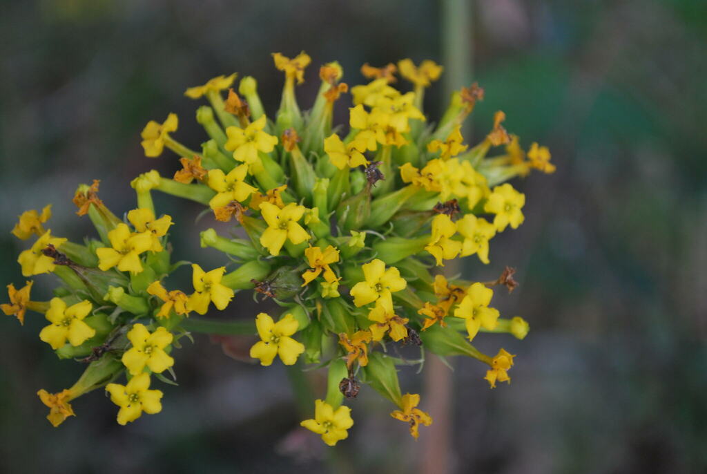 Kalanchoe densiflora; photograph (c) julianazuluaga-carrero, some rights reserved (CC BY-SA)