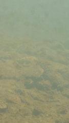 Cottus beldingii