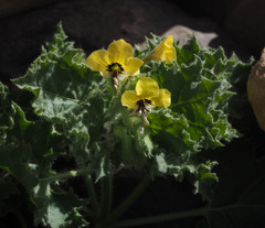 Hyoscyamus aureus