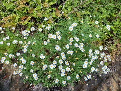 Canary Island Marguerite (Argyranthemum foeniculaceum)