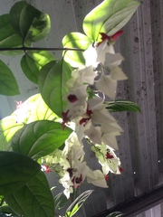 Clerodendrum thomsoniae