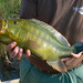 Serranochromis robustus - Photo (c) 116916927065934112165, algunos derechos reservados (CC BY), subido por 116916927065934112165