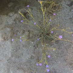Gilia tenuiflora