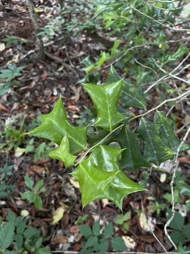 Ilex cornuta