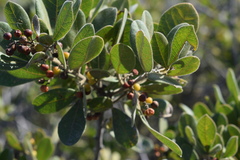 Searsia laevigata villosa