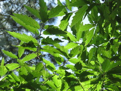 Quercus canbyi