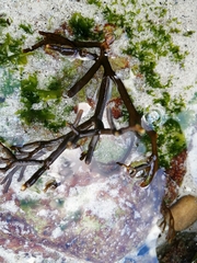 Bifurcariopsis capensis