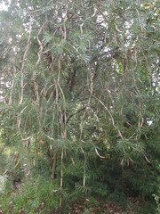 Melaleuca linearis linearis