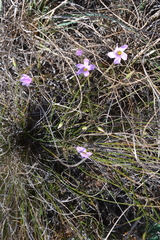 Oxalis livida