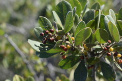 Searsia laevigata villosa