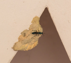 Chalybion japonicum