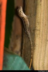 Anolis gundlachi