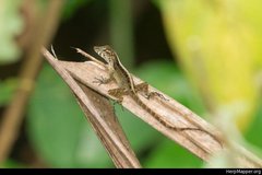 Anolis gundlachi